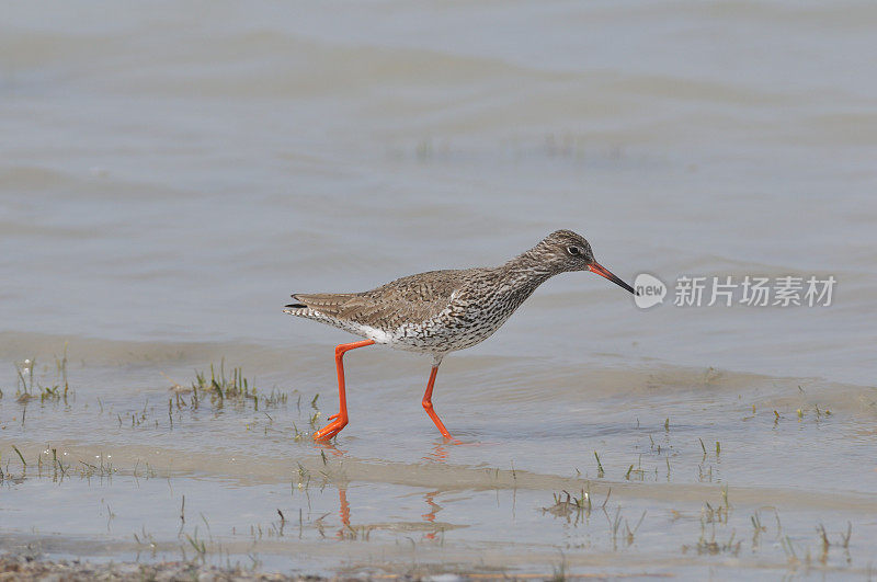 普通redshank (Tringa to伤风)